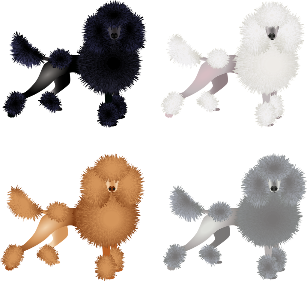 Pudel Toy: Inteligenta si Eleganta in Miniatura - Ghid de Ingrijire