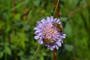 ce este capaceala de albine