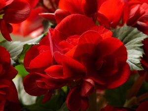 begonia rosie in ghiveci ingrijire