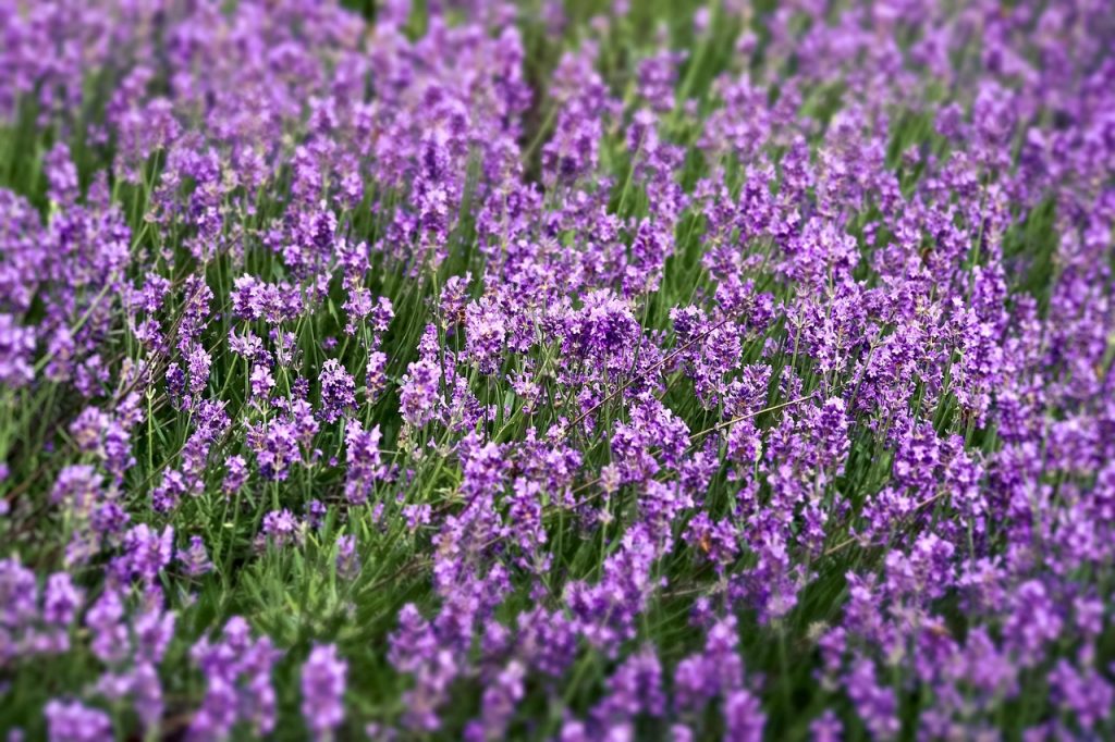 cand infloreste lavanda