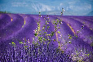 cand se planteaza lavanda