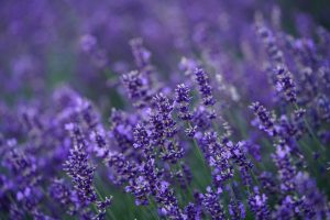 cand se planteaza lavanda primavara