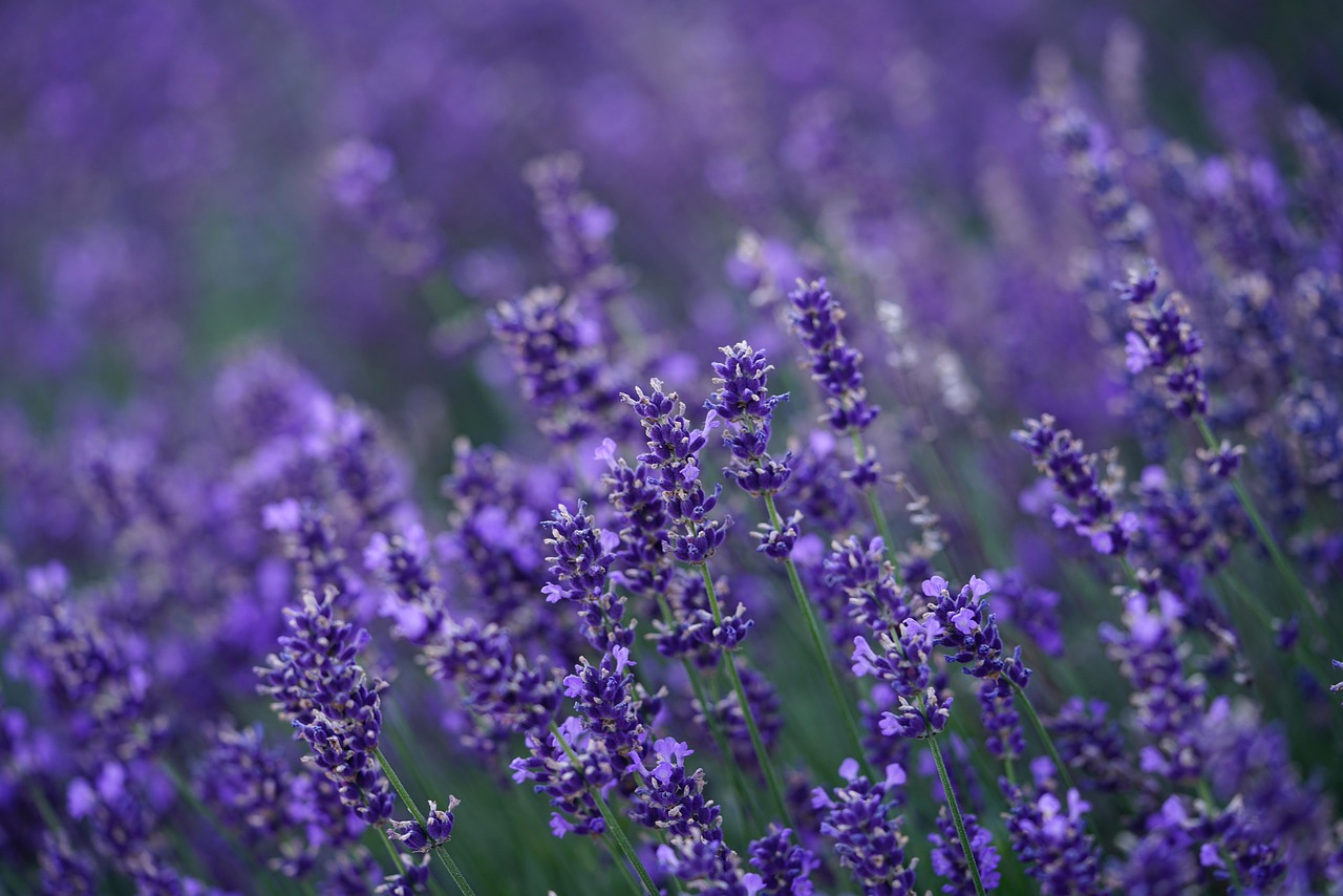 cand se planteaza lavanda primavara