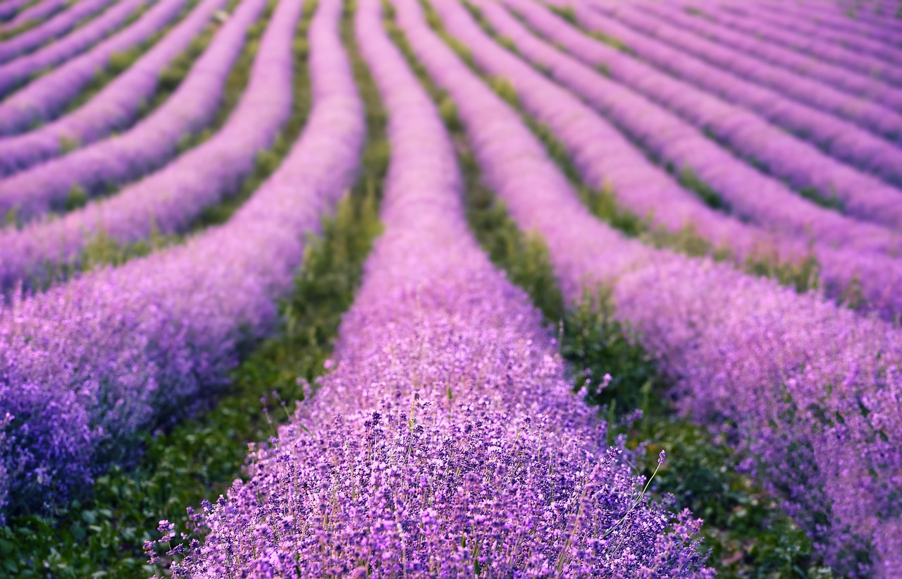 cum se inmulteste lavanda