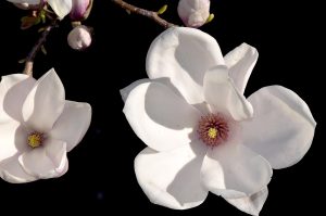 cum se inmulteste magnolia