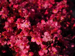de cate ori pe saptamana se uda begonia