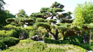 de ce cad frunzele la bonsai