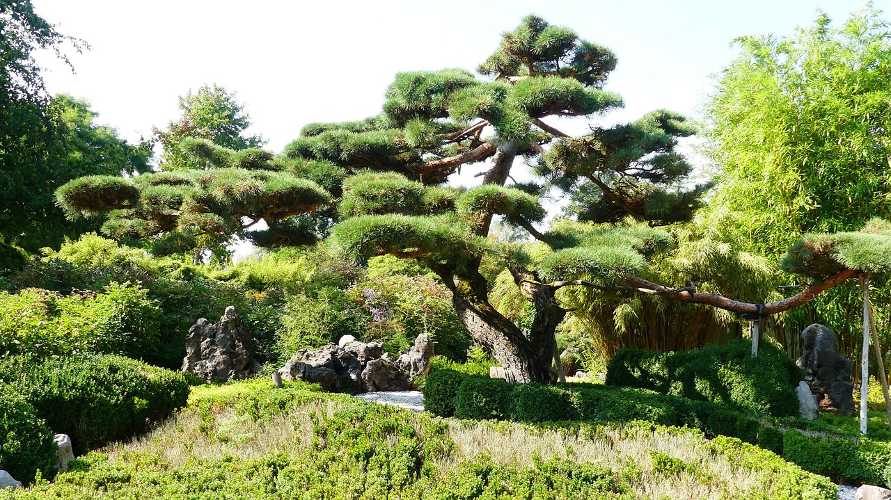 de ce cad frunzele la bonsai