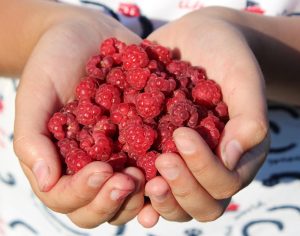 frunza de muscata beneficii