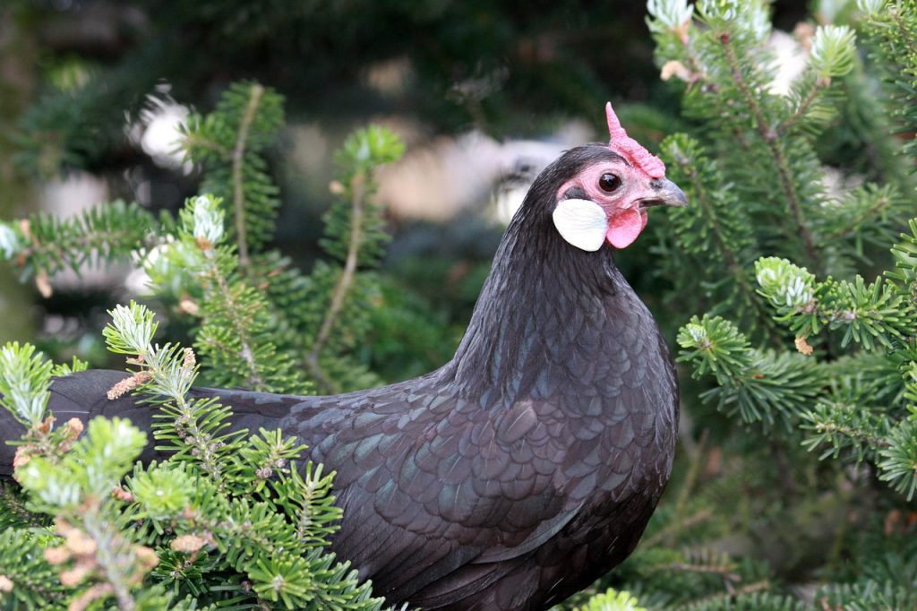 5 trucuri pentru o mazare cu pui reusita, fie ca folosesti mazare proaspata sau congelata