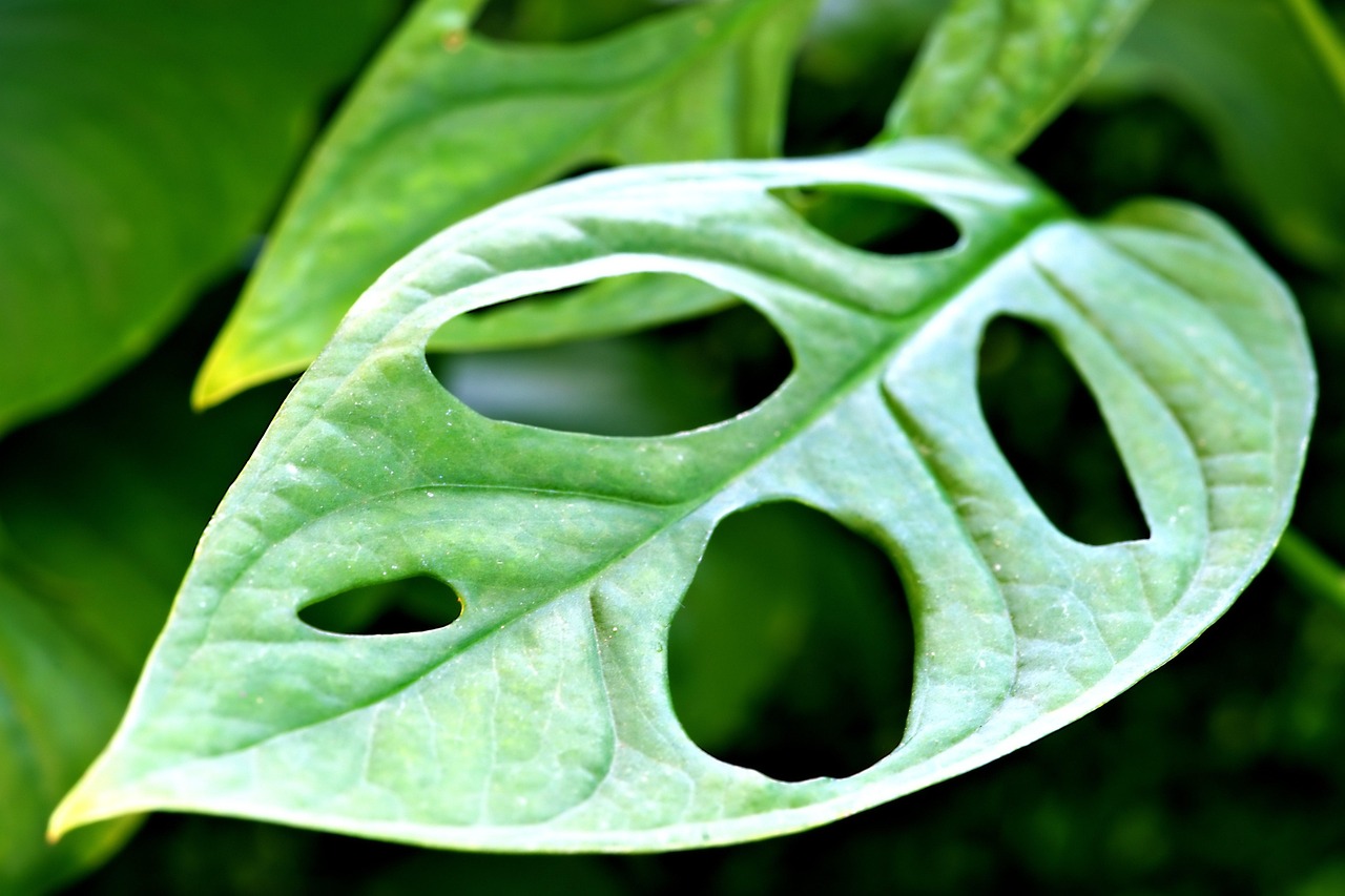 monstera ingrijire