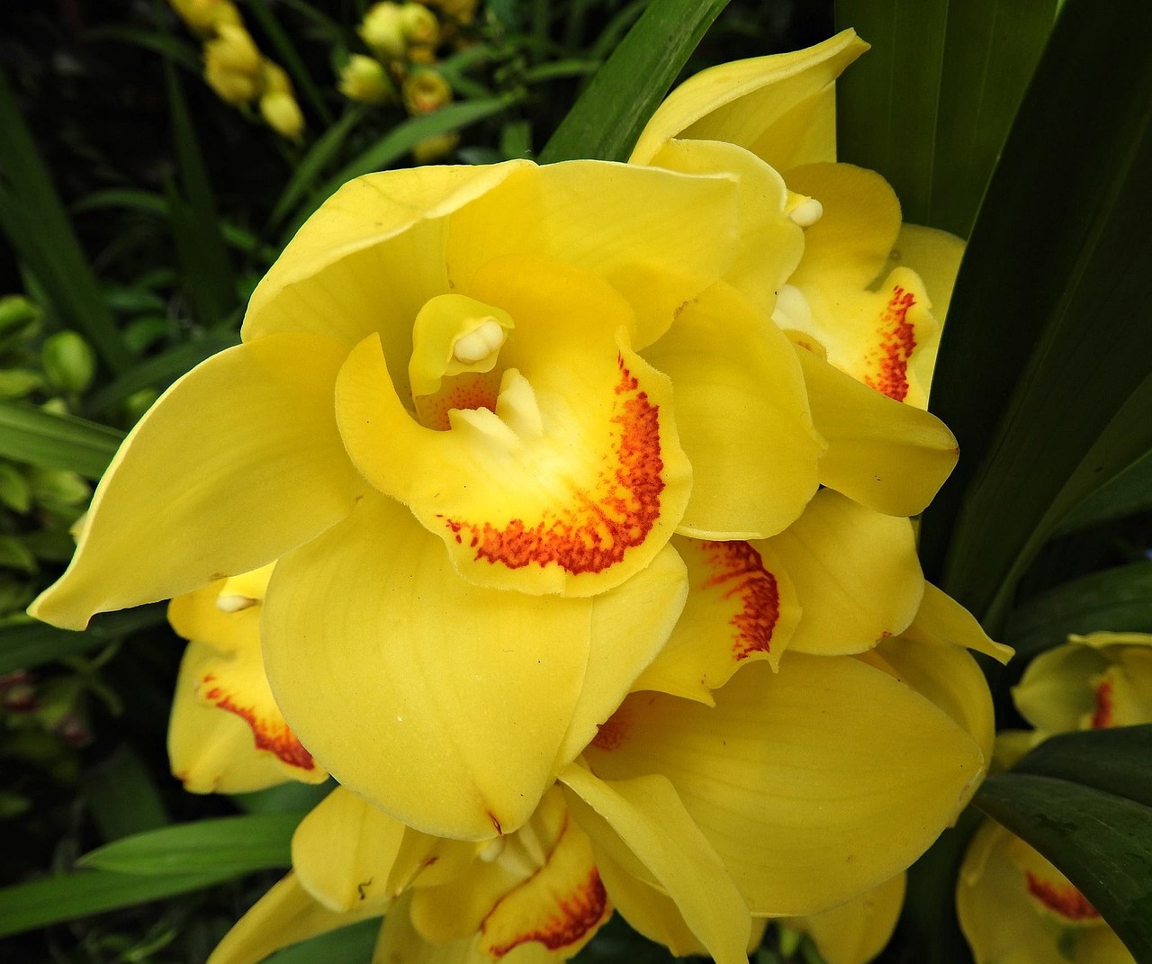 orhidee cymbidium ingrijire