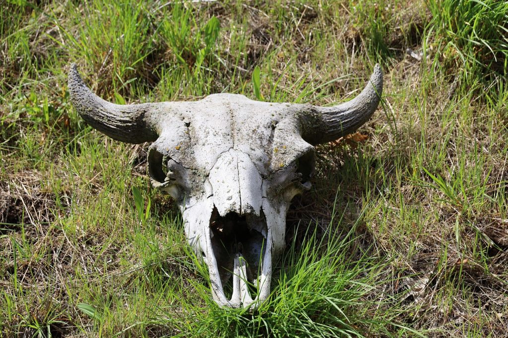 cate stomacuri are vaca