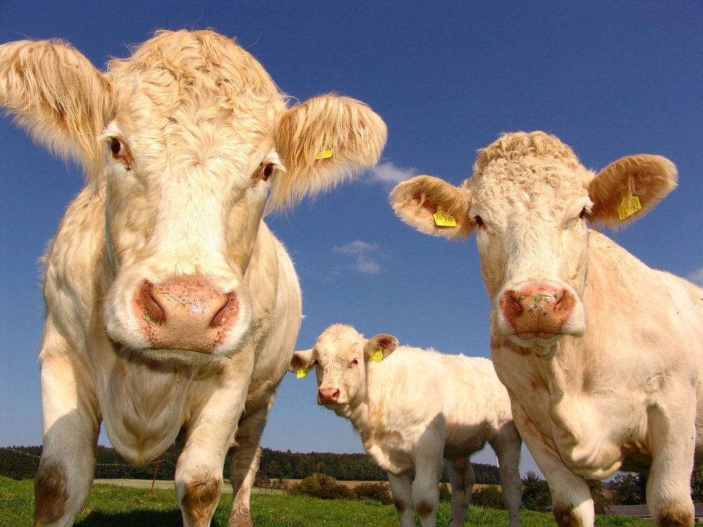 cat traieste o vaca baltata romaneasca