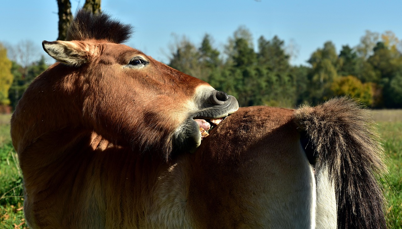 in cat timp creste un porc la 100 kg