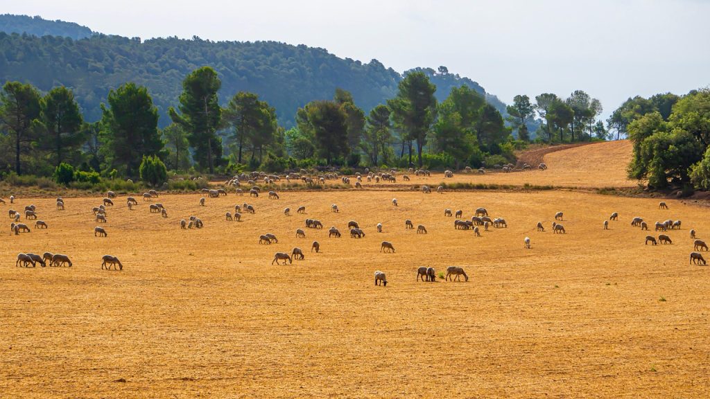 boli infectioase la bovine