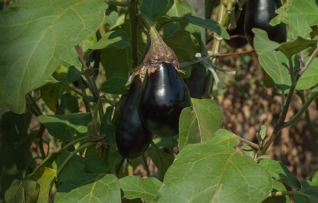 cele mai bune solarii legume