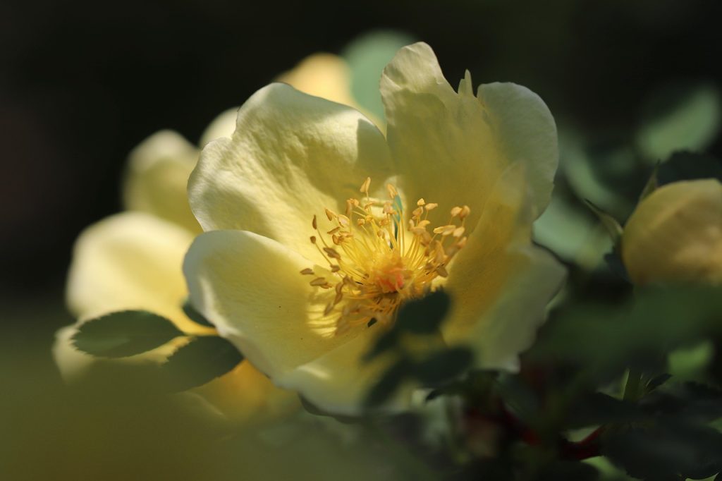 plantare trandafiri fara radacini