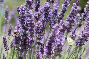 tipuri de lavanda