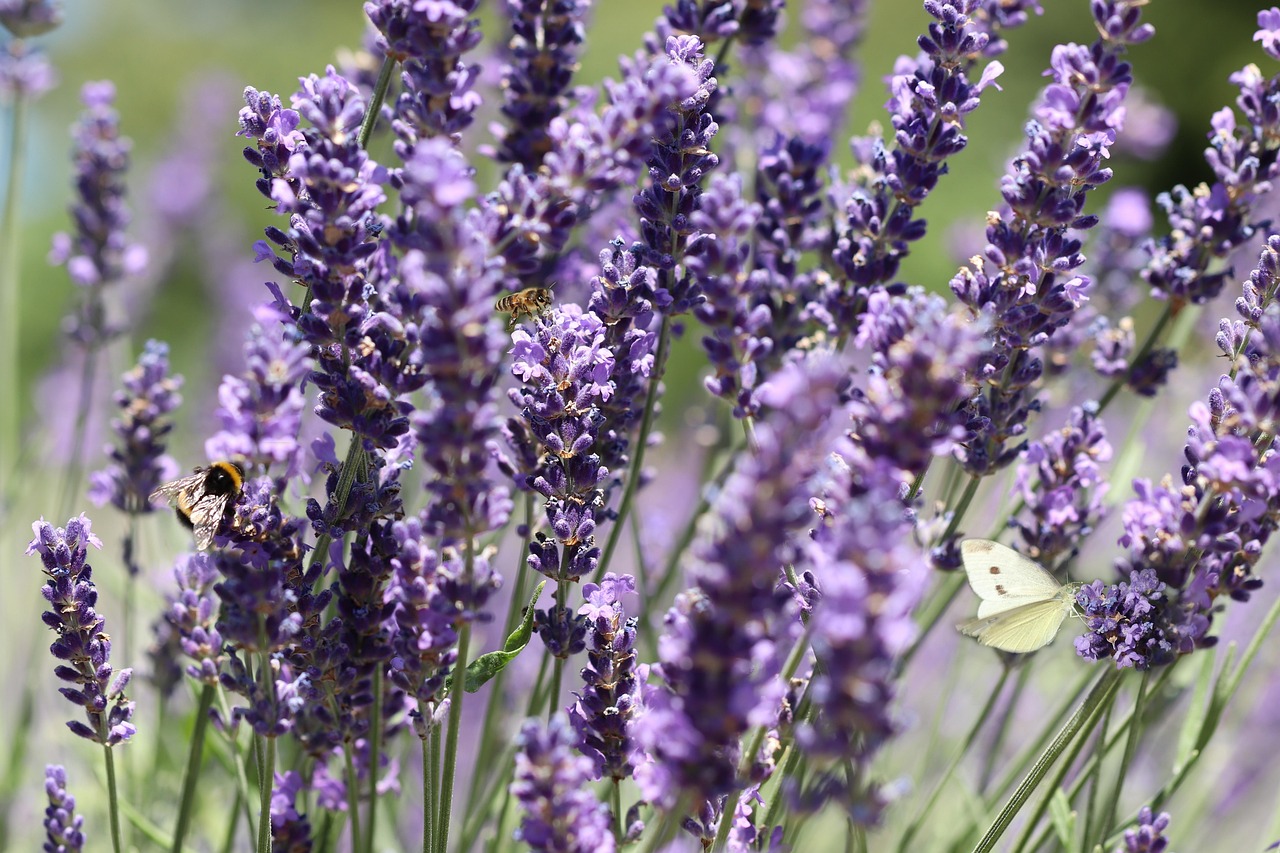 tipuri de lavanda